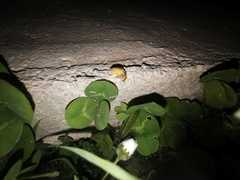 Lamprohiza mulsantii