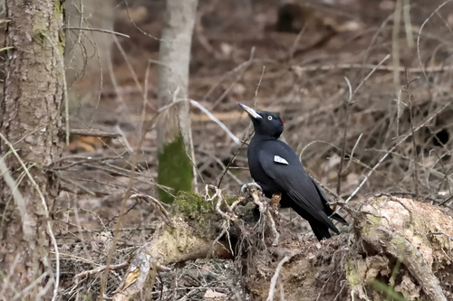 Picamaderos negro (Dryocopus martius)