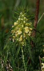 Pedicularis foliosa