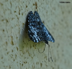 Hamadryas fornax