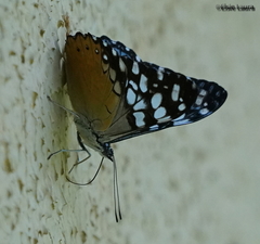 Hamadryas fornax