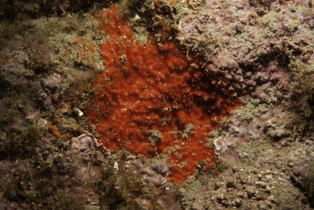 Raspaciona aculeata