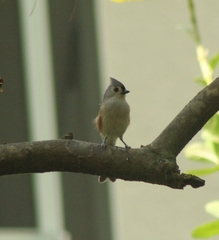 Baeolophus bicolor image