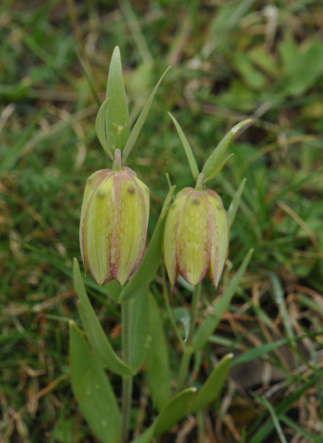 Image of Fritillaria graeca by (c) Todd Boland, some rights reserved (CC BY)