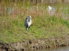 Ardea cinerea