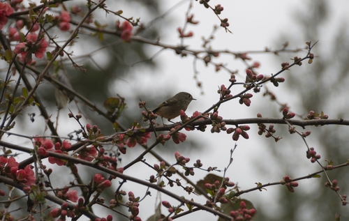 Ruby-crowned Kinglet photographed in Washington