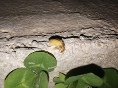 Lamprohiza mulsantii