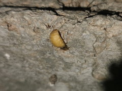 Lamprohiza mulsantii