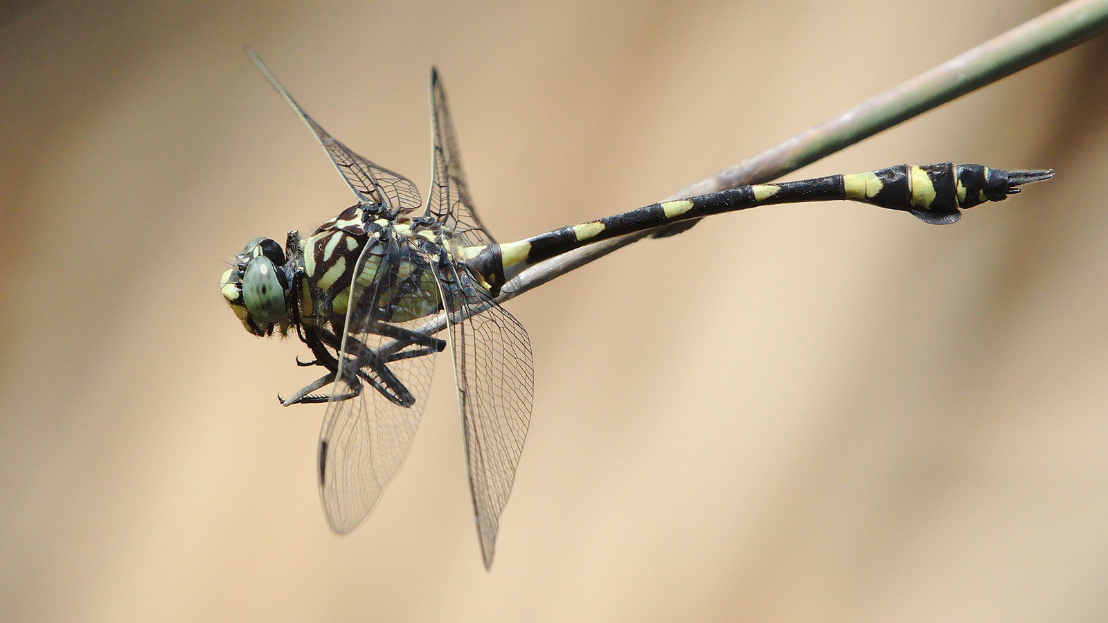 Gomphidae