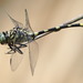Clubtails - Photo (c) quoll2, some rights reserved (CC BY-NC)