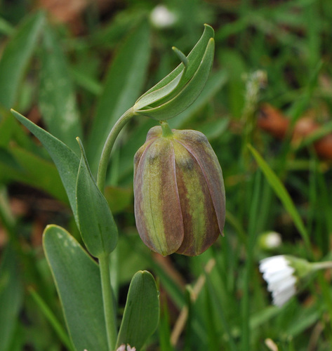 Fritillaria graeca, photograph 2