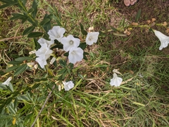Ipomoea squamisepala