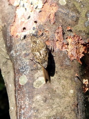 Certhia familiaris