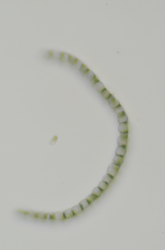 Image of Sphagnum mendocinum by no rights reserved