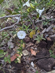 Ipomoea squamisepala