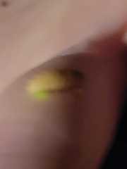 Lamprohiza mulsantii