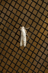 Holcocera chalcofrontella