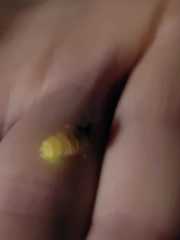 Lamprohiza mulsantii