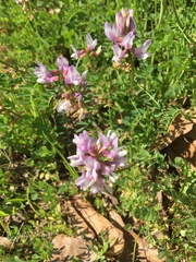 Astragalus distortus