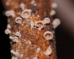 Marasmiellus affixus