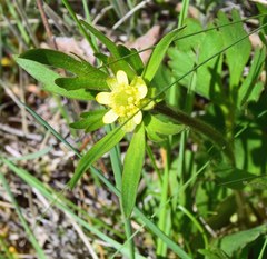 Ranunculus inamoenus