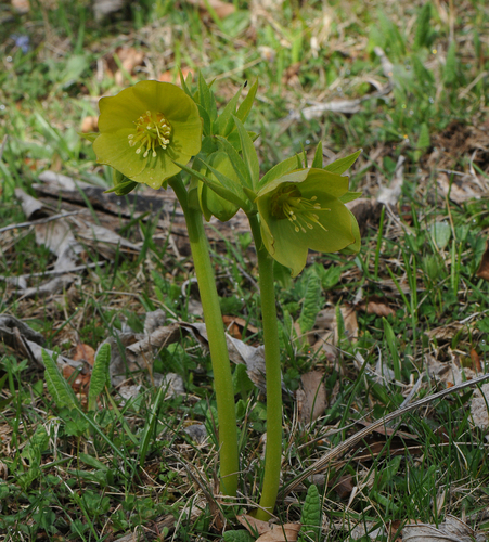 Image of Helleborus cyclophyllus by (c) Todd Boland, some rights reserved (CC BY)