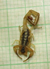 Uroplectes vittatus