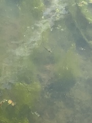 Pleurodelinae