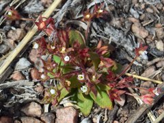 Androsace occidentalis