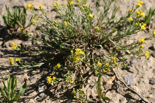 Lone Mesa snakeweed (Gutierrezia elegans)