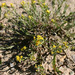 Lone Mesa Snakeweed - Photo (c) Shelley Silva, some rights reserved (CC BY-NC), uploaded by Shelley Silva