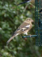 Fringilla coelebs