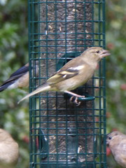 Fringilla coelebs