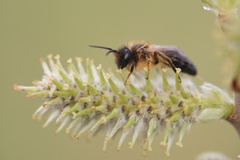 Andrena