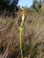 Reichardia intermedia