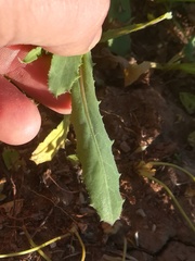 Reichardia intermedia