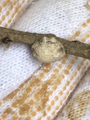 Ceroplastes floridensis