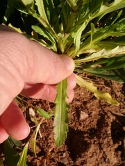Valerianella discoidea