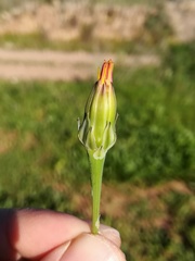 Reichardia intermedia