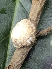 Ceroplastes floridensis