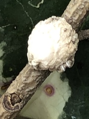 Ceroplastes floridensis