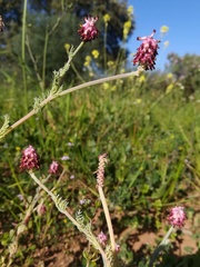 Platycapnos spicata
