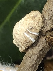 Ceroplastes floridensis