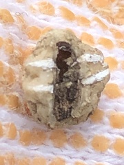 Ceroplastes floridensis