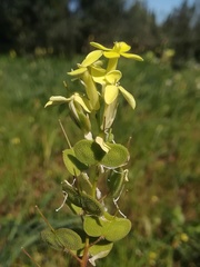 Biscutella auriculata