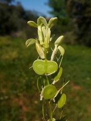 Biscutella auriculata