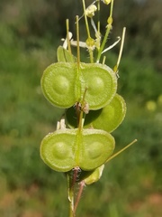 Biscutella auriculata