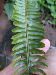 Nephrolepis