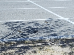 Charadrius vociferus