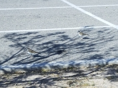 Charadrius vociferus